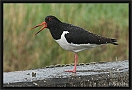 scholekster _MG_0155